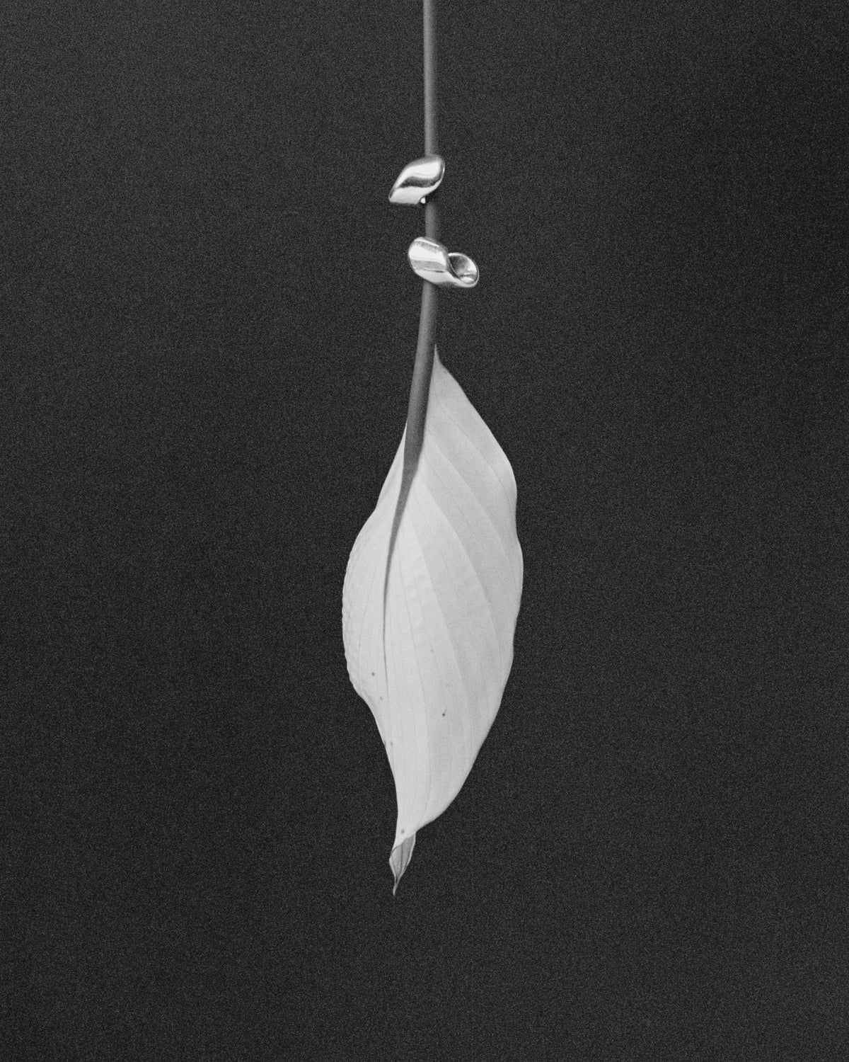 AGMES .925 Sterling Silver Nelle Hoop Earrings. Asymmetrical mirrored hoops.